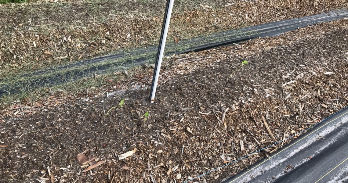 Hundreds_of_Seedlings_lost_in_Hurricane_Irma_Franklin_Park