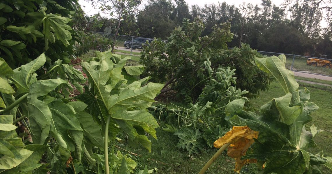 Mango_Tree_Blown_Down_Trafalgar_Middle