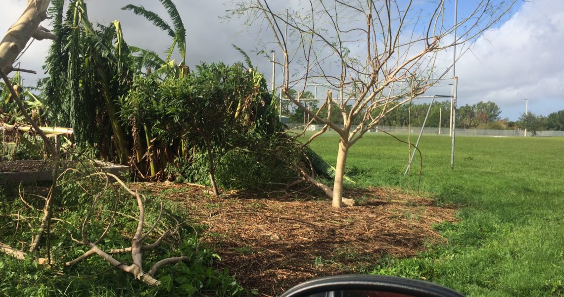 Moringa_Trees_And Bananas_lost_at_Trafalgar_Middle