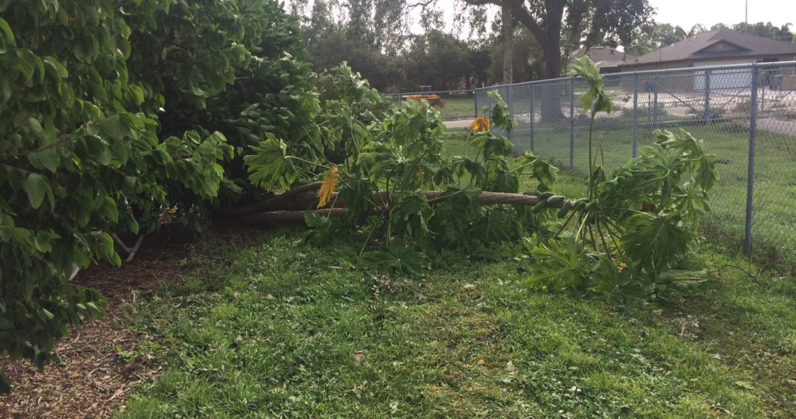 Papaya_Tree_Blown_Down_Trafalgar_MIddle