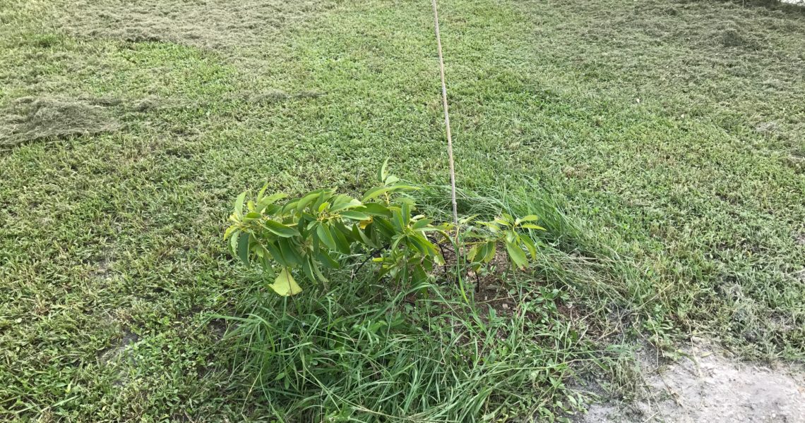 Young_Mango_Tree_Broken_Frankln_Park