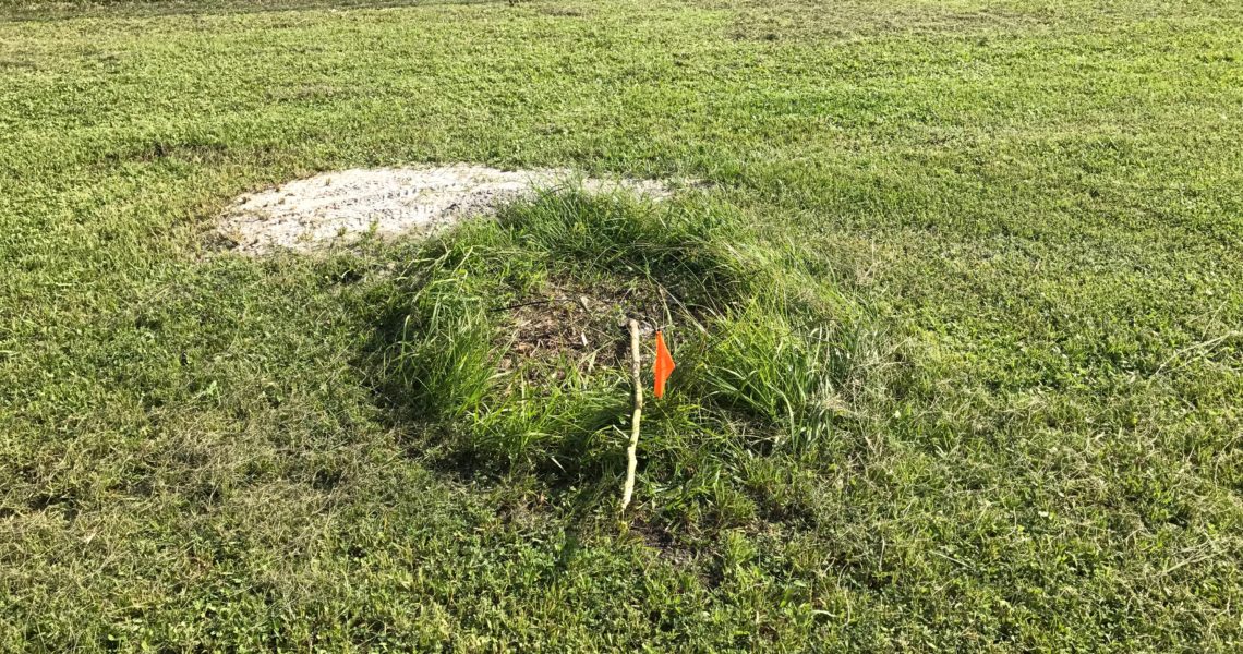 Young_Papaya_Tree_Destroyed_Franklin_Park